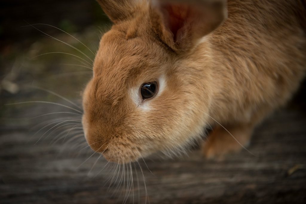 animal, bunny, close up-1846462.jpg