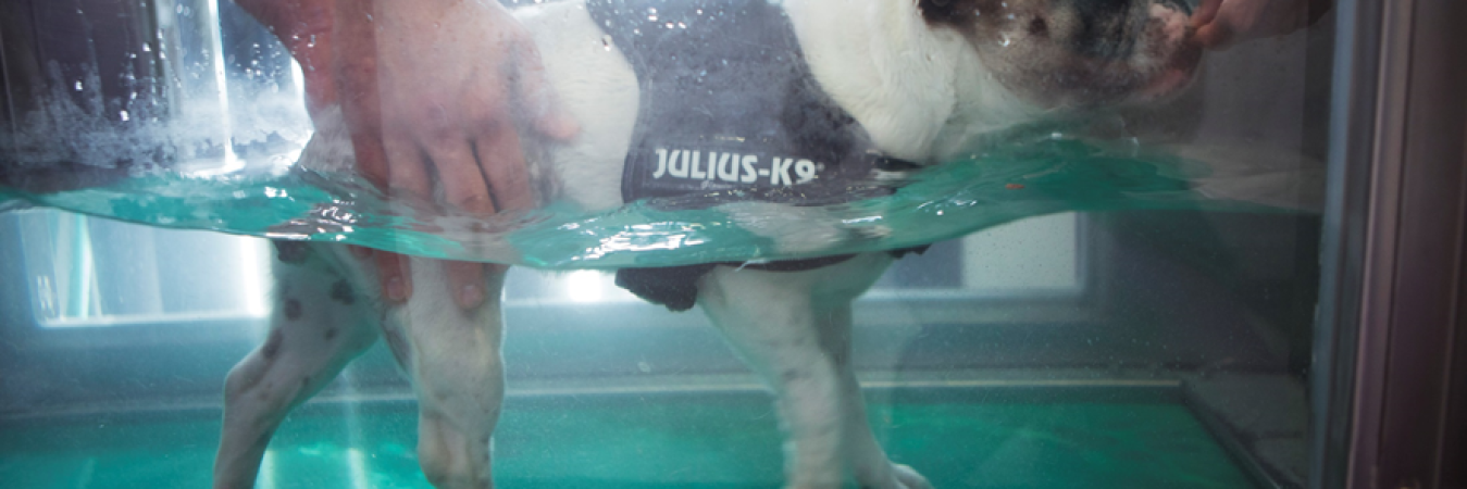 hidroterapia-perros