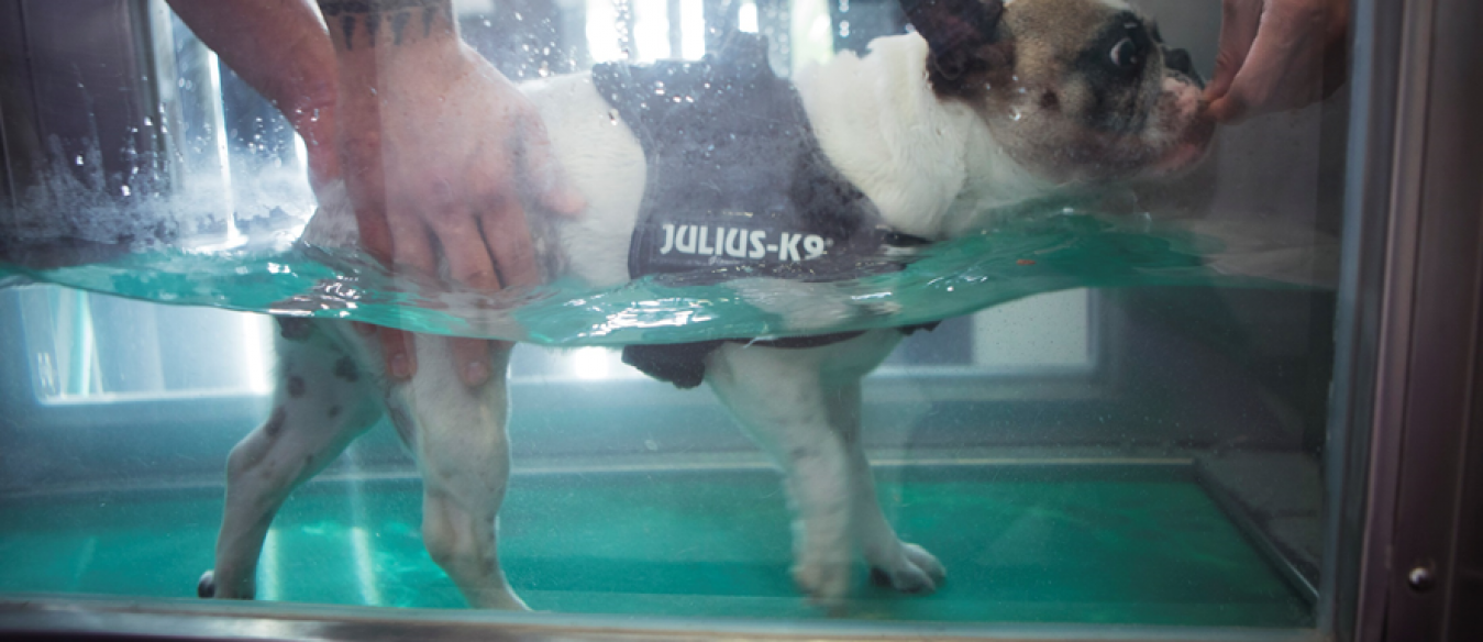 hidroterapia-perros