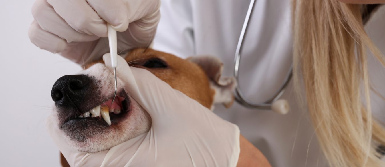 veterinario-trata-dentes